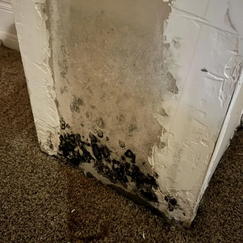 Professional Mold Removal in Chelan, WA